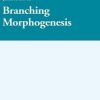 Branching Morphogenesis (Hb)