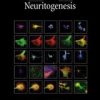 Intracellular Mechanisms For Neuritogenesis (Hb)