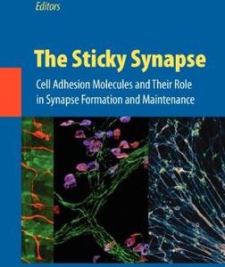 The Sticky Synapse (Hb 2009)